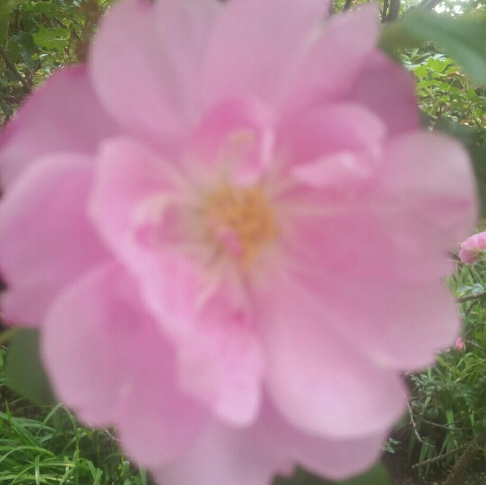 Meet your Posher, SueBee